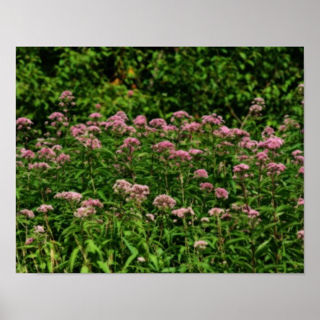 Fach Sweet Joe Pye Weed Blume Orton Art Poster (Vorne)