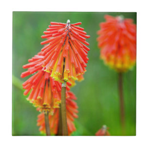 Fackellilie (Kniphofia Uvaria), Westkap Fliese
