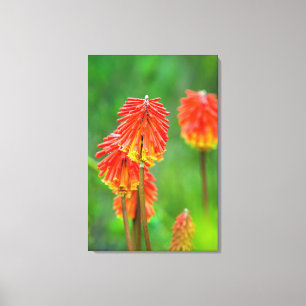 Fackellilie (Kniphofia Uvaria), Westkap Leinwanddruck