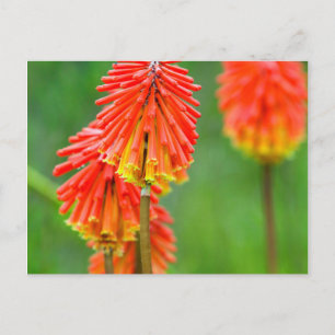 Fackellilie (Kniphofia Uvaria), Westkap Postkarte