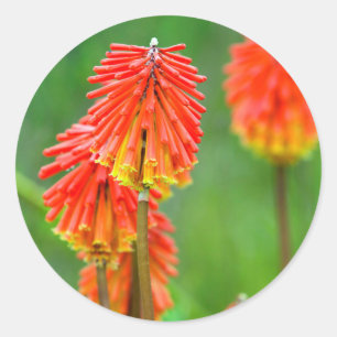 Fackellilie (Kniphofia Uvaria), Westkap Runder Aufkleber