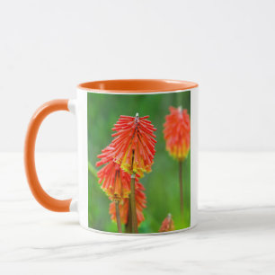 Fackellilie (Kniphofia Uvaria), Westkap Tasse