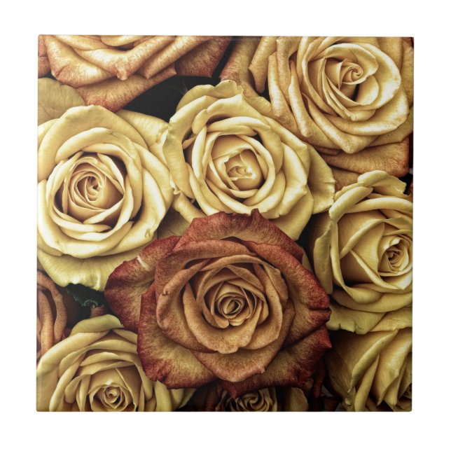 Faded Sepia Roses Fliese (Vorderseite)