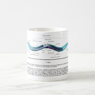 Fadenwurm-Spulwurm Caenorhabditis Elegans Diagramm Tasse