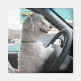 Fahrbichon Magnet