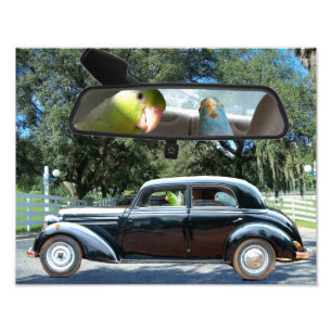 Fahren von Fräulein Daisy Pacific Parrotlets Fotodruck