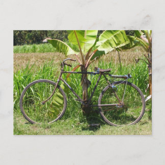 Fahrrad unter Bananenbaum Postkarte