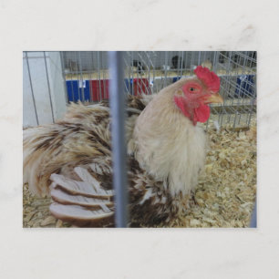 Fair Chicken Postkarte
