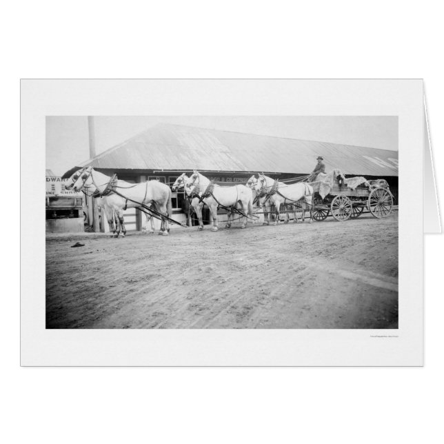 Fairbanks Horse Team 1915 (Vorderseite (Horizontal))