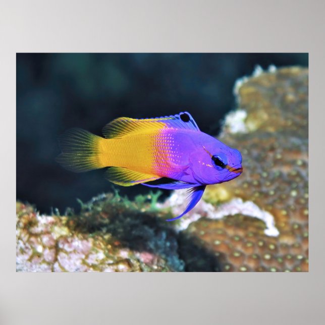 Fairy Basslet Poster (Vorne)