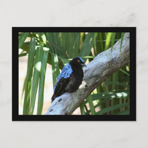 Fairy Bluebird Foto Postcard Postkarte