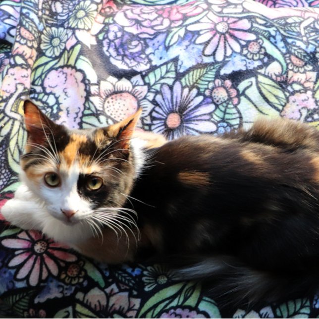 Fairy Garden Gardening Flower Gardens Fairies      Sherpadecke (Von Creator hochgeladen)