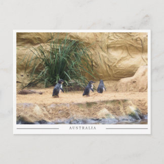 Fairy Penguins – Adorable Australian Wildlife Postkarte