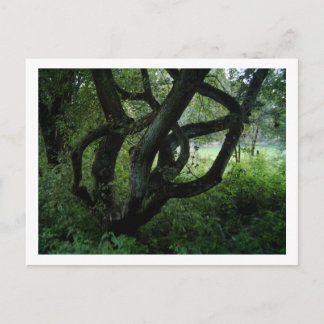 Fairy Tree Postkarte