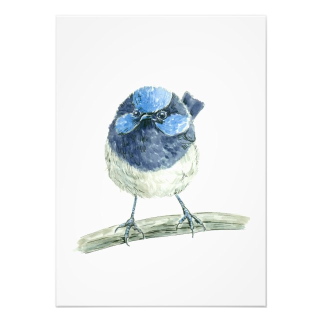 Fairy Wren Fotodruck (Vorne)