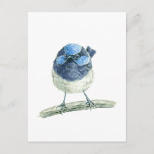 Fairy Wren Postkarte