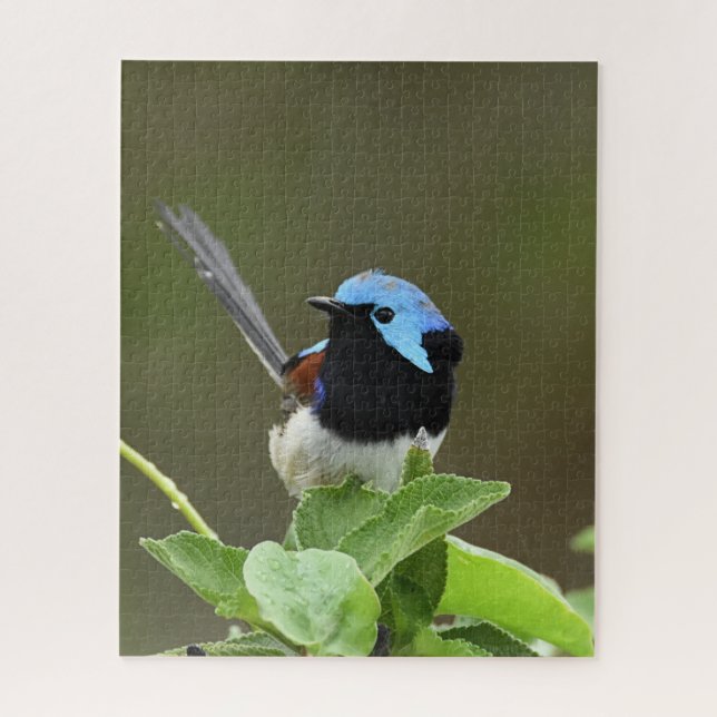 Fairy Wren Puzzle (Vertikal)