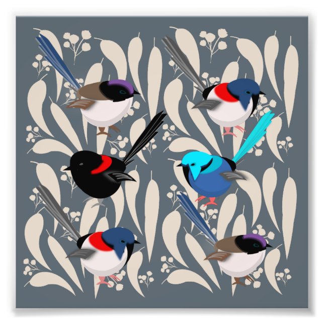Fairy Wrens Fotodruck (Vorne)