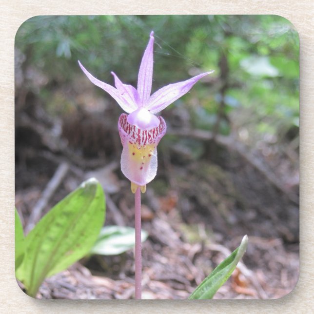 Fairyslipper Orchid-Blume Getränkeuntersetzer (Vorderseite)