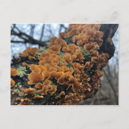 Fairytale Fungus Postkarte