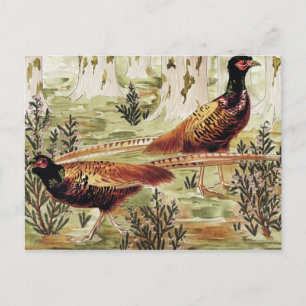 Faisans ordinaires von Maurice Pillard Verneuil Postkarte