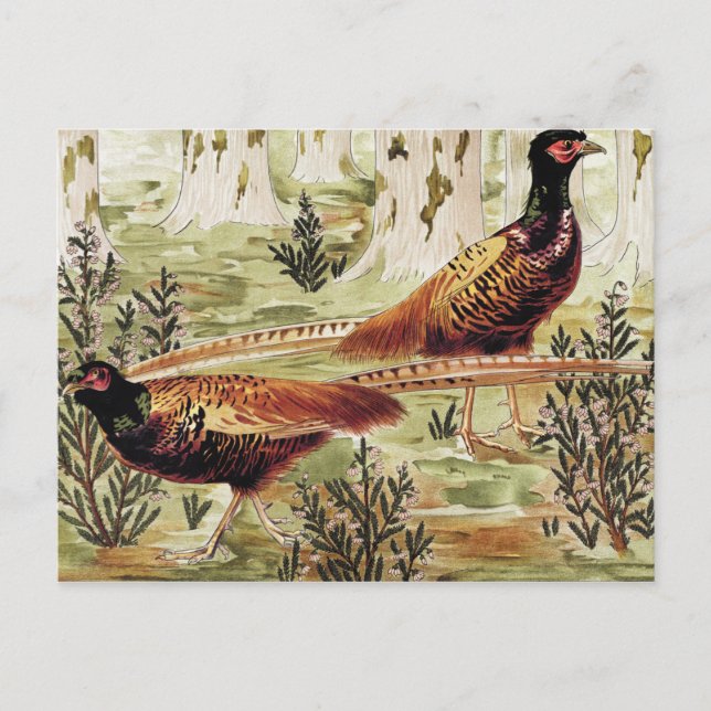 Faisans ordinaires von Maurice Pillard Verneuil Postkarte (Vorderseite)