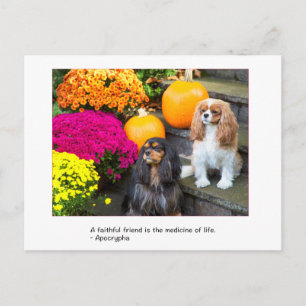 Faithful Friend Cavalier King Charles Postcard Postkarte