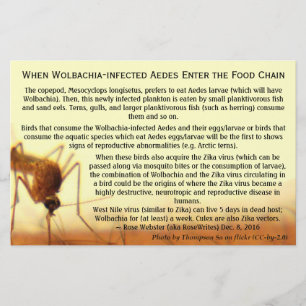 Fakten: Wolbachia-infizierte Aedes von RoseWrites Flyer