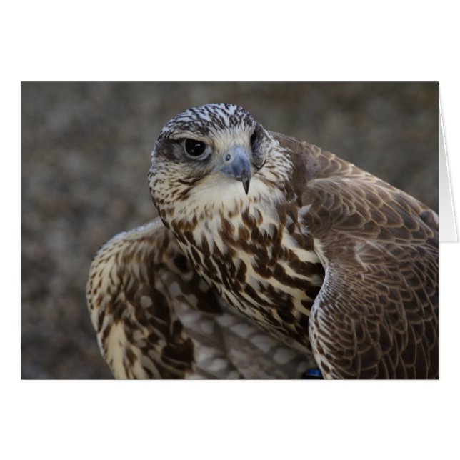 Falco cherrug (Vorderseite (Horizontal))