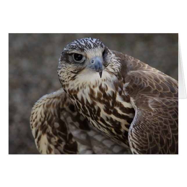 Falco cherrug (Vorderseite (Horizontal))