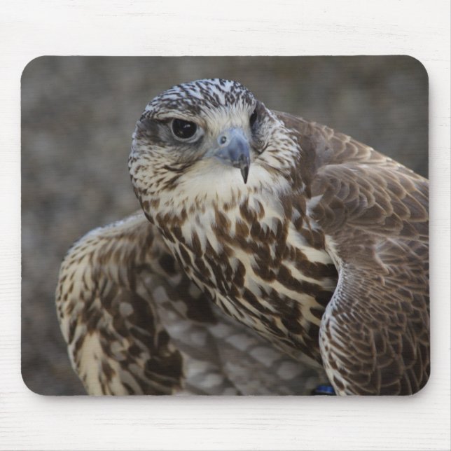 Falco cherrug mousepad (Vorne)