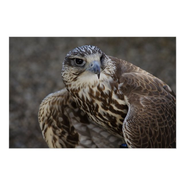 Falco cherrug poster (Vorderseite)