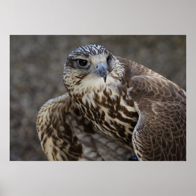 Falco cherrug poster (Vorne)