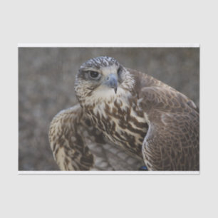 Falco cherrug seidenpapier