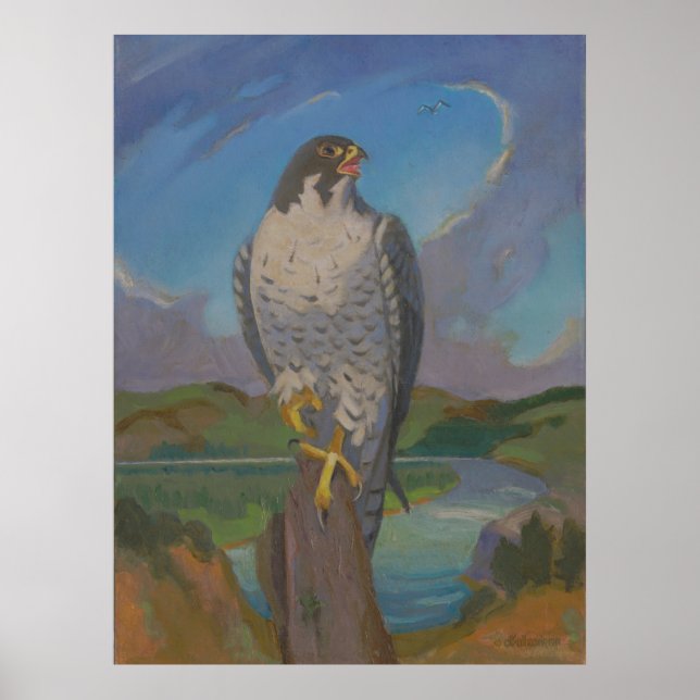 Falco Peregrinus - Peregrine Falcon by Kulhanek Poster (Vorne)