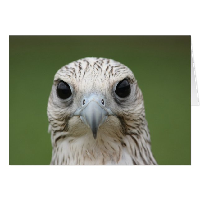 Falcon (Vorderseite (Horizontal))