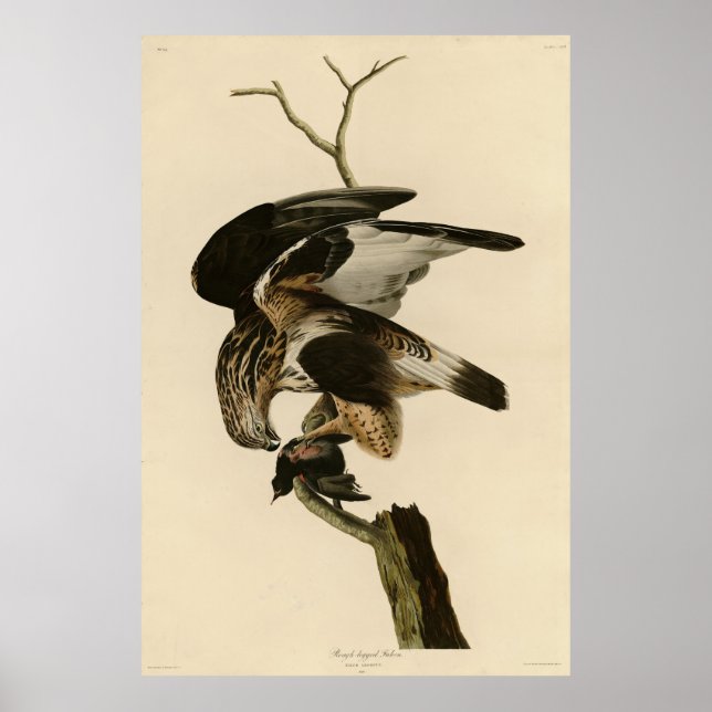 Falcon aus Audubon Birds of America Poster (Vorne)
