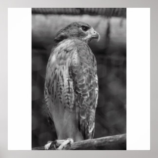 Falcon B/W Print Poster