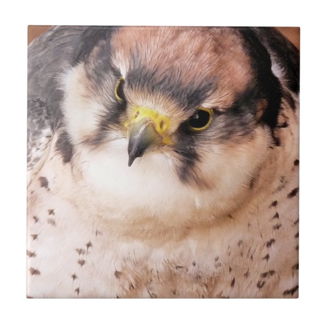 FALCON FLIESE (Vorderseite)
