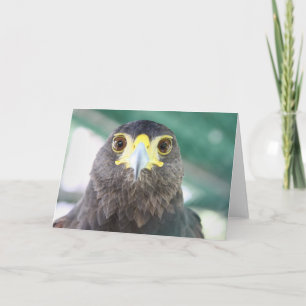 Falcon Greeting Card Karte