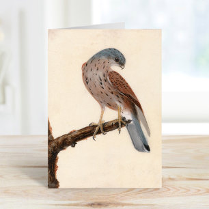 Falcon Hen Kestrel   William Lewin Karte