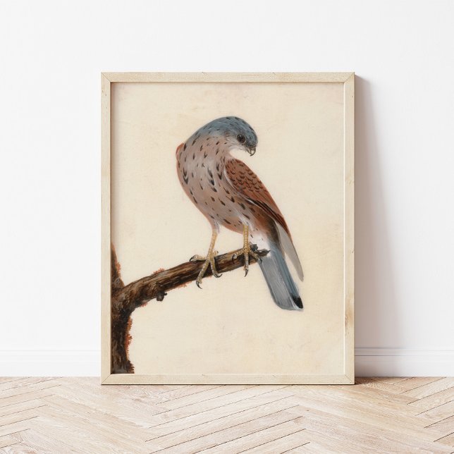 Falcon Hen Kestrel | William Lewin Poster (Von Creator hochgeladen)