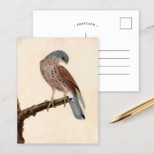 Falcon Hen Kestrel   William Lewin Postkarte