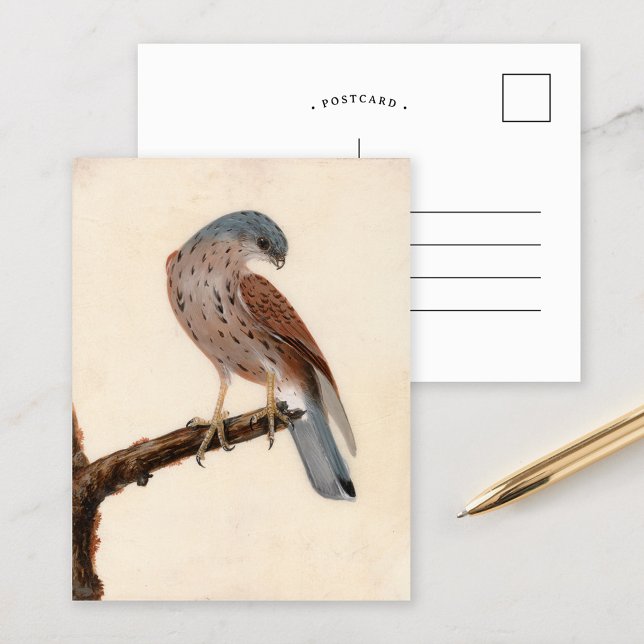Falcon Hen Kestrel | William Lewin Postkarte (Von Creator hochgeladen)