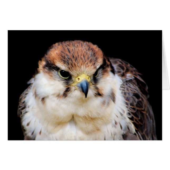 Falcon-Karte (Vorderseite (Horizontal))