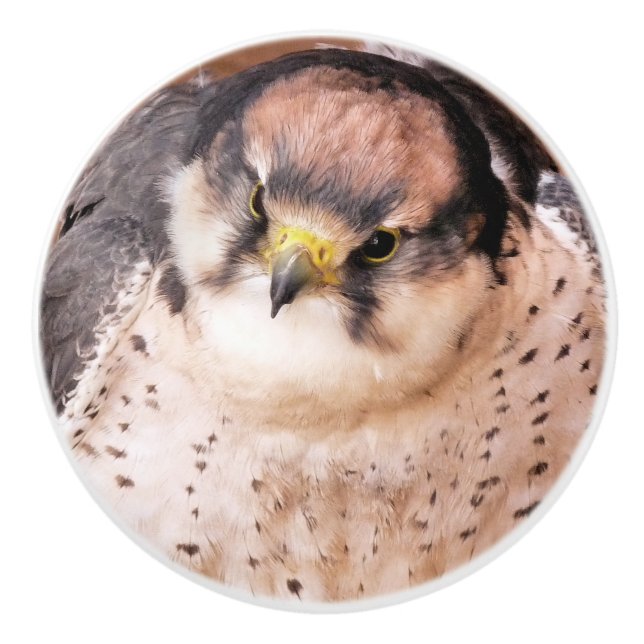 FALCON KERAMIKKNAUF (Vorderseite)