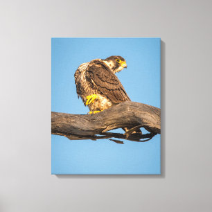 Falcon-Leinwandkunst Raubvogel-Kunstwerk Leinwanddruck