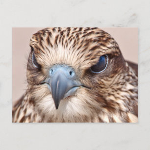 Falcon Nah Postkarte