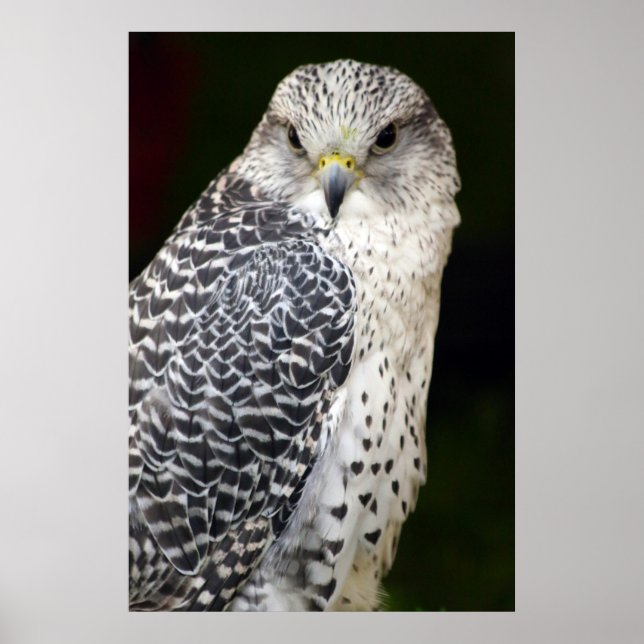 Falcon Poster (Vorne)