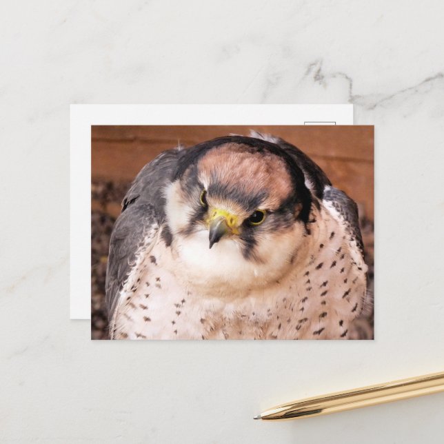 FALCON POSTKARTE (Vorderseite/Rückseite Beispiel)